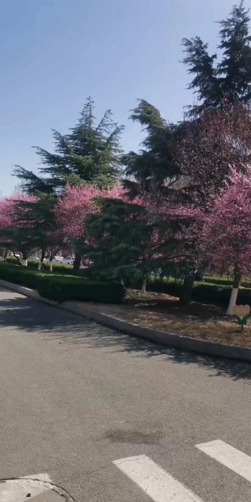 国产学生自线拍在线拍,记录真实校园生活的优质影像商品