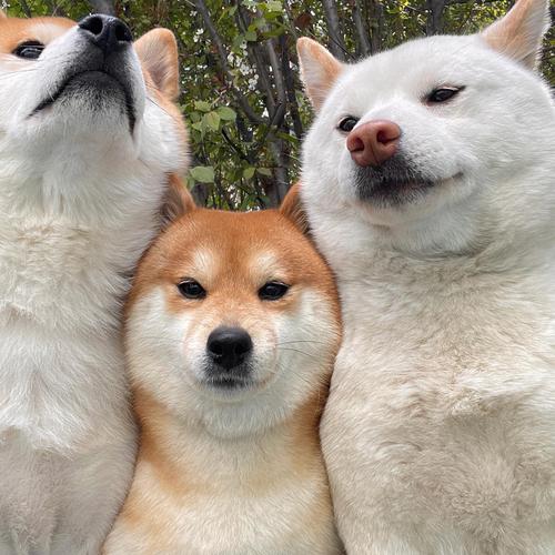 柴犬亲密度大揭秘：满级小动物柴犬的奖励荣光
