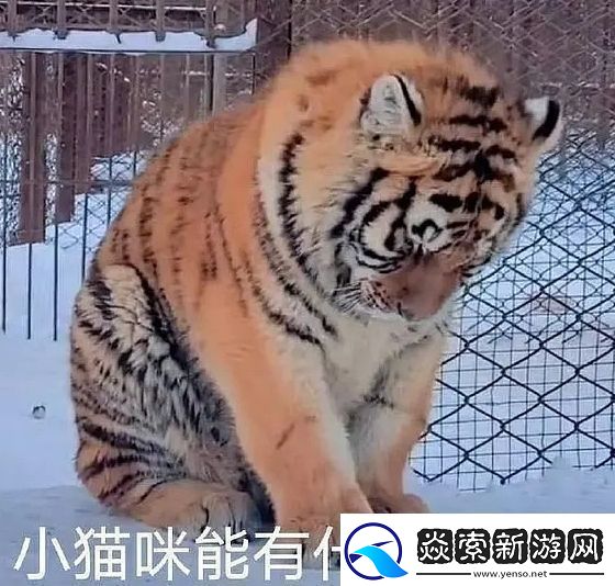 能有什么坏心眼呢是什么梗络用语-能有什么坏心眼呢梗意思及出处分享