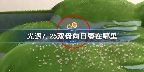光遇7.25双盘向日葵在哪里-光遇7月25日代币位置