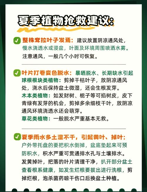 扣水的正确方法视频教程：快速学会让花卉安全度夏