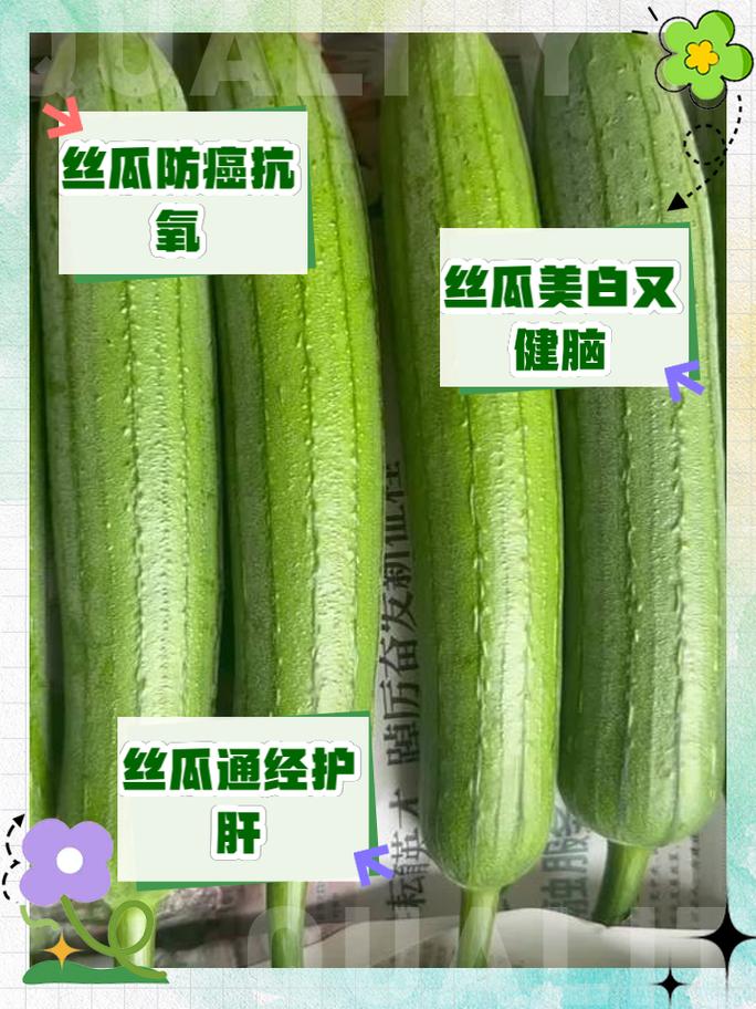 丝瓜绿巨人丝瓜小蝌蚪绿巨人丝瓜新鲜采摘，口感鲜美，营养丰富，是您健康生活的好选择