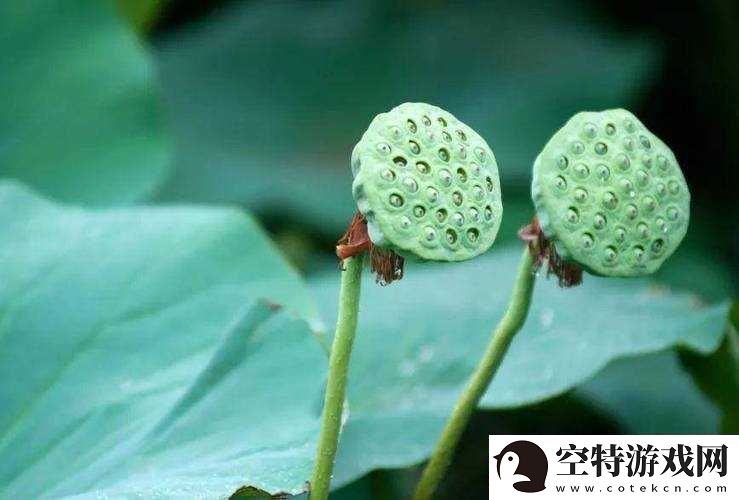 春动莲房之关于其背后蕴含的深刻意义与美好景象的探讨