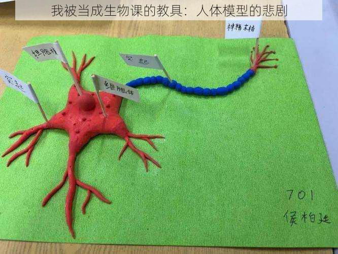 我被当成生物课的教具:人体模型的悲剧