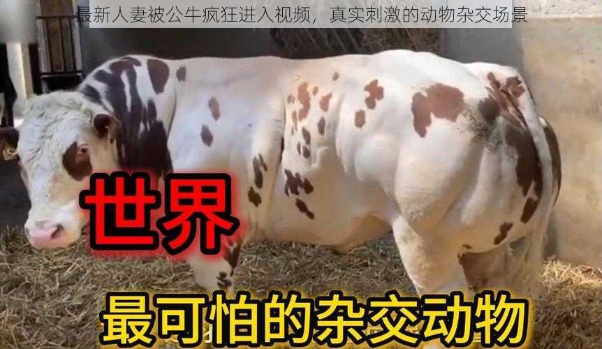最新**被公牛疯狂进入视频,真实刺激的动物杂交场景