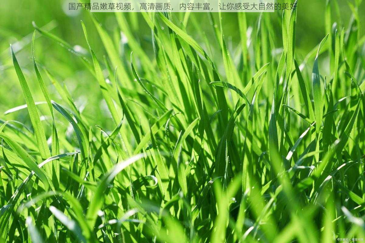 国产精品嫩草视频,高清画质,内容丰富,让你感受大自然的美好