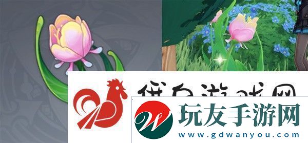 原神仆人阿蕾奇诺突破材料收集攻略