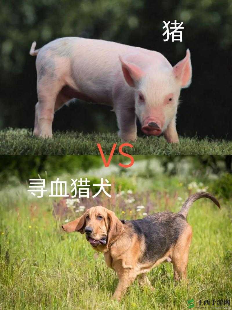 人 OR 猪 OR 狗最终还是被发现了:背后隐藏的故事令人震惊