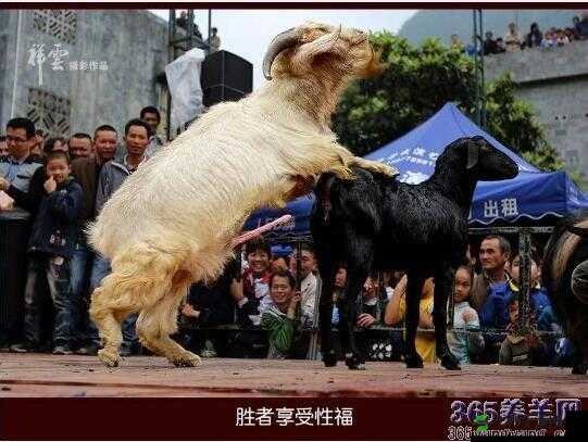 人一般配几只羊：探索合理的人与羊数量搭配奥秘