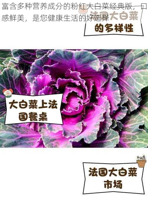 富含多种营养成分的粉红大白菜经典版,口感鲜美,是您健康生活的好选择