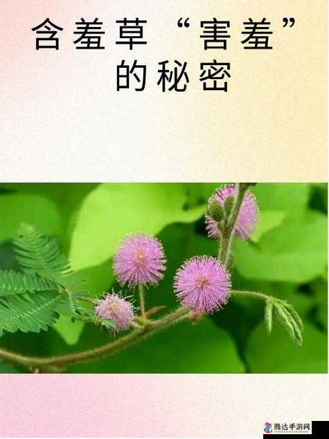 含羞草的羞涩:探索性与私密的边界