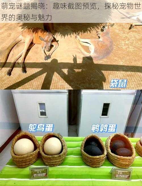 萌宠谜题揭晓：趣味截图预览，探秘宠物世界的奥秘与魅力