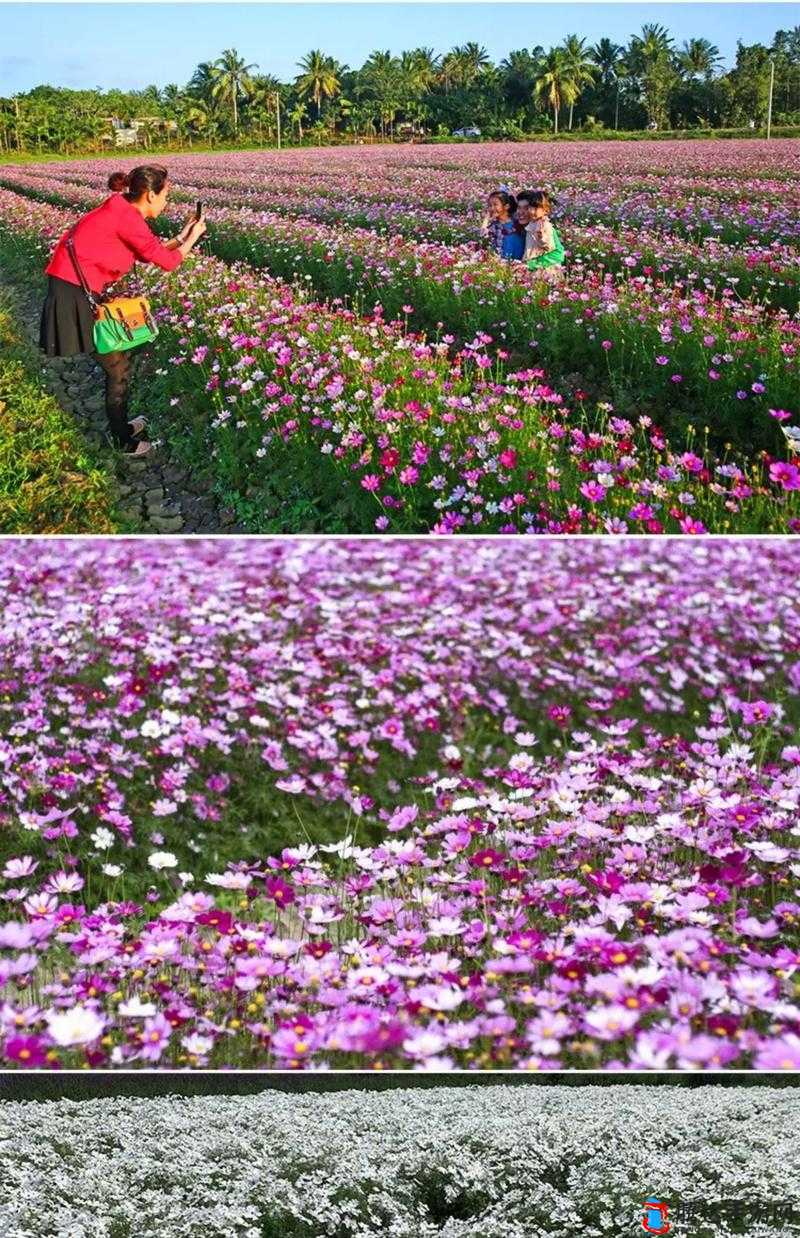 野花社区 www 中文新搜索:探索别样精彩世界