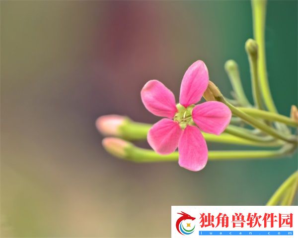 蜜丝婷大草莓和小草莓对比分析：产品比较的消费者指南