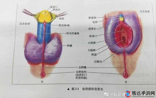 女性大荫蒂荫道多毛茸茸:探索女性生理特征的奥秘
