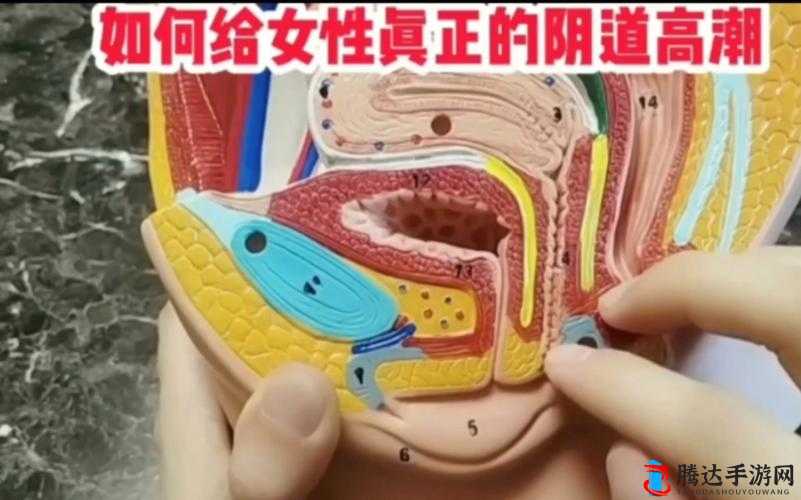 Z0Z○ZO 女人高潮类:极致体验的奥秘探索