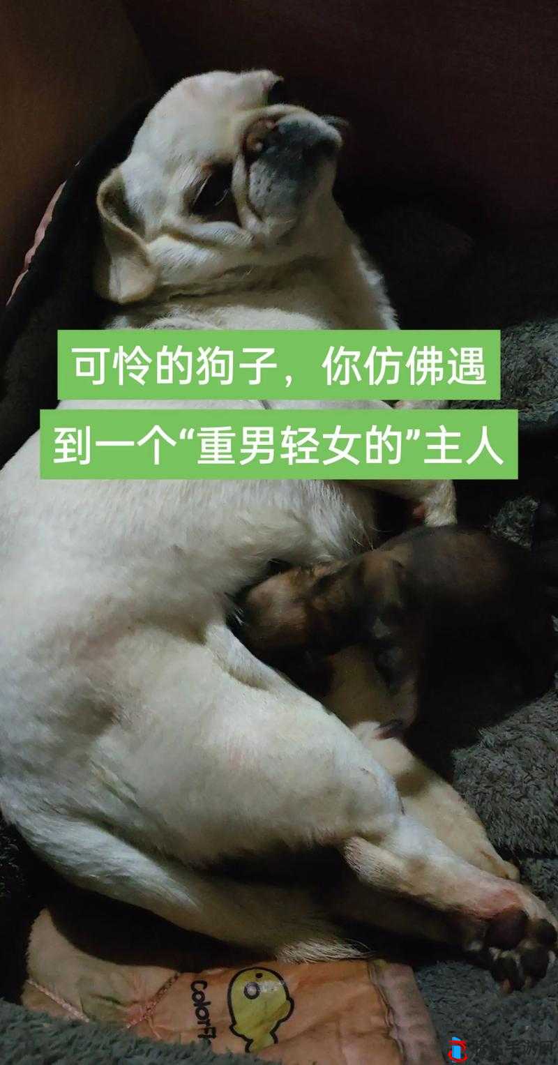 我的狗老公拉婆婆一起去公园散步好温馨啊