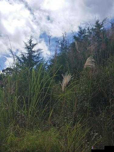 芦苇丛深处中的温情:一段不为人知的感人故事