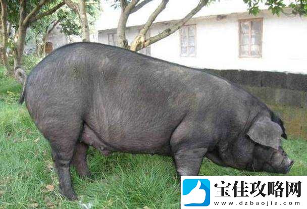人马畜禽-CORPORATION-猪养殖行业所面对的课题-当前猪养殖的挑战与机遇及发展策略探讨