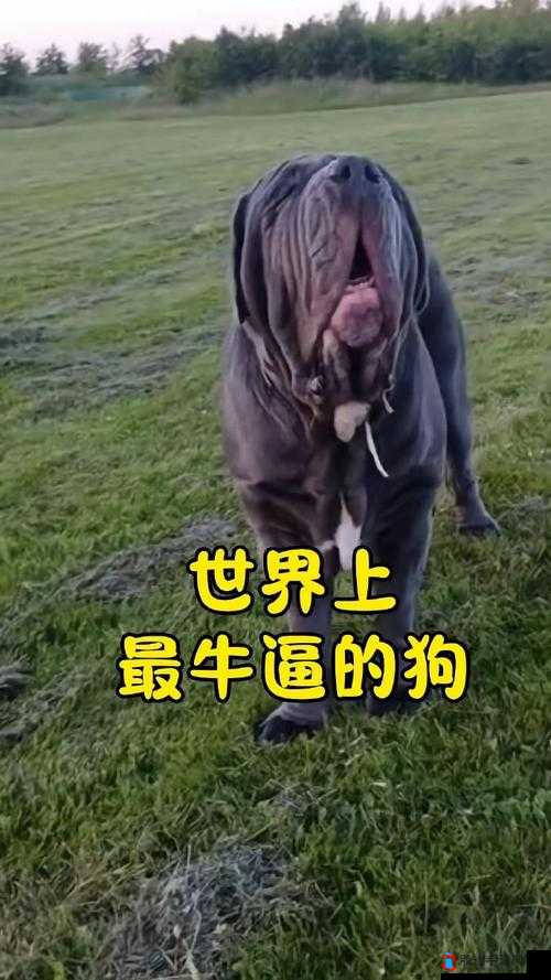 逼逼狗影院:呈现精彩绝伦的影视世界