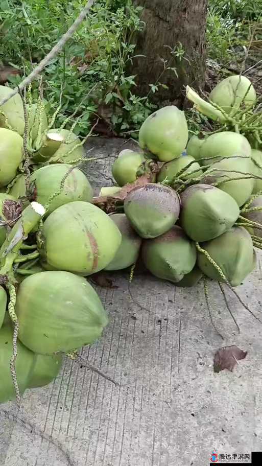 丛林地狱椰子怎么吃?椰子使用方法介绍