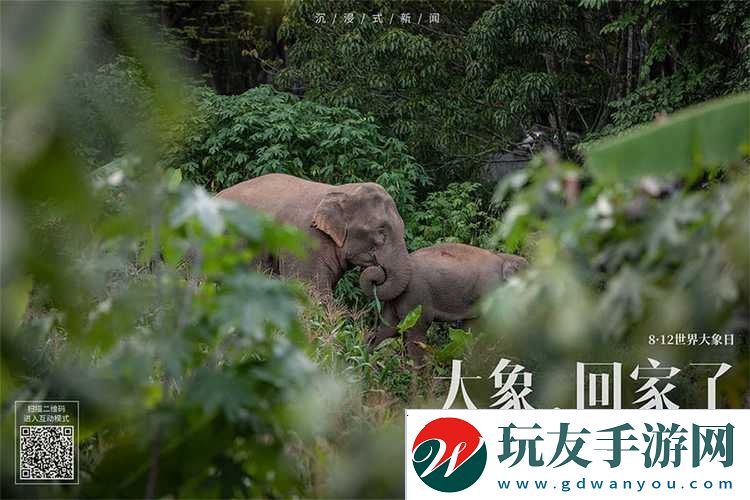 探索“大象为何总能三秒内回家”的神秘