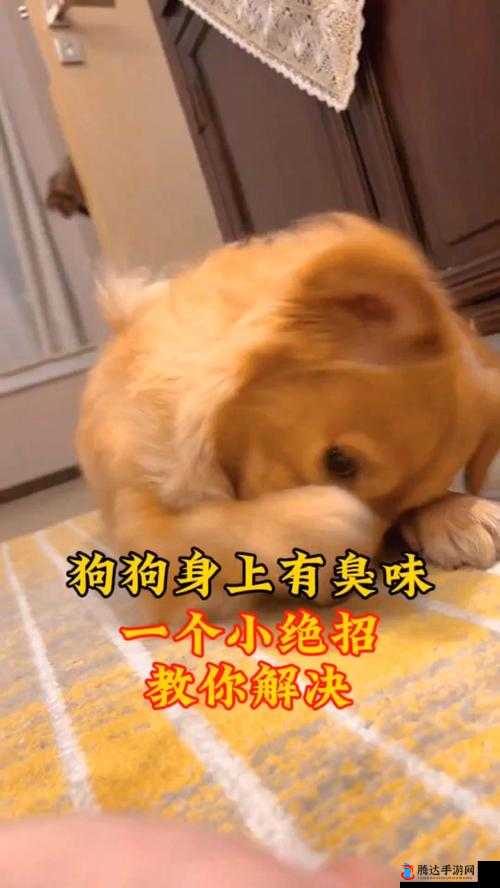 狗狗的东西又硬又烫又臭怎么办：如何有效解决这一难题