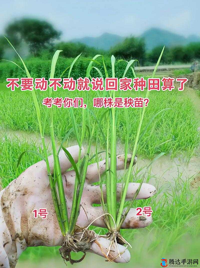 嫩叶草一区二区三区的区别究竟有何不同之处