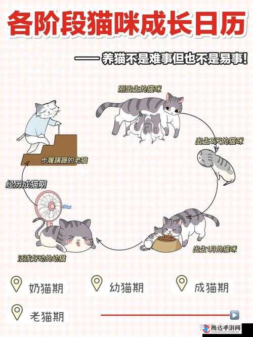 Timelie猫咪有什么能力?全面解析猫的能力
