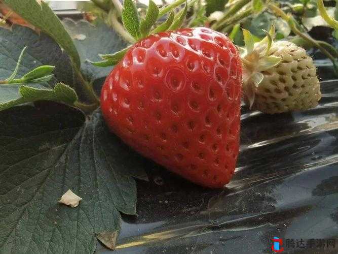 草莓直播免费观看视频:带来精彩无限的视觉体验