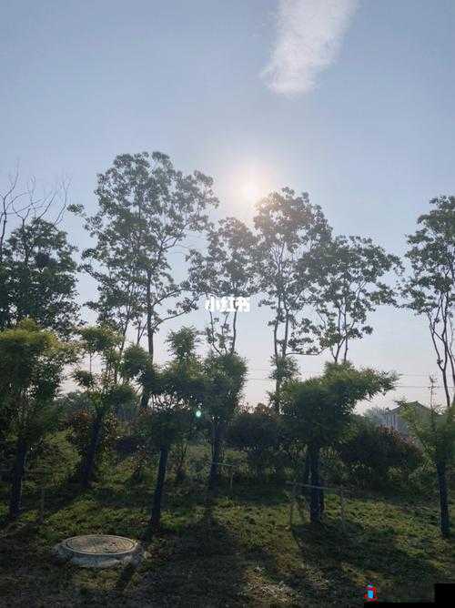 每天早上都在汆肉中度过:探寻这独特晨间时光的奥秘