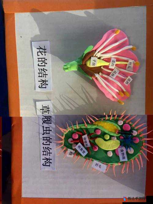 生物课的教具实用的选择之如何更好地发挥教具在教学中的作用