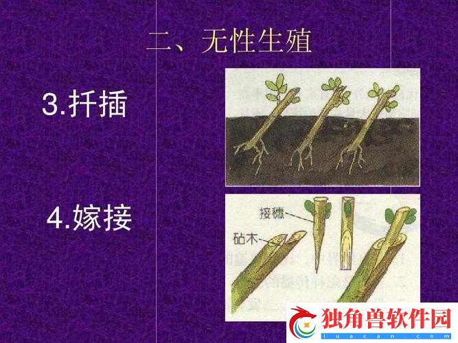 浪漫插秧和亲密插秧的区别