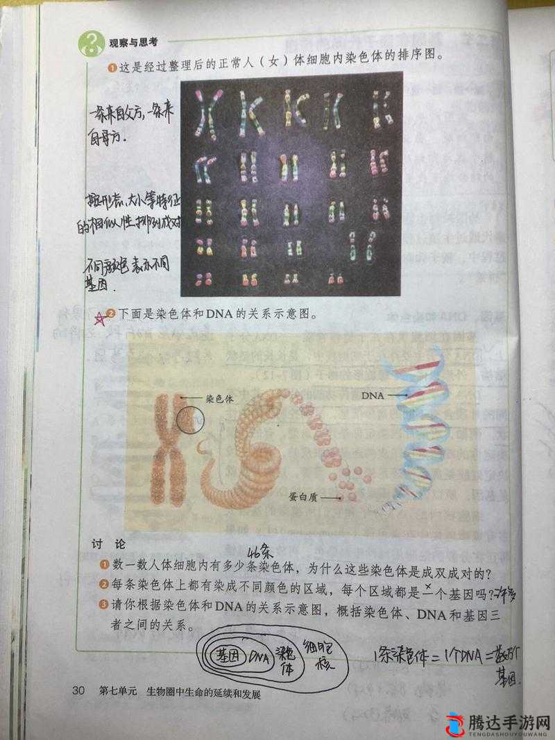 母亲和儿子 DNA 一样吗:探究亲子间遗传密码的异同