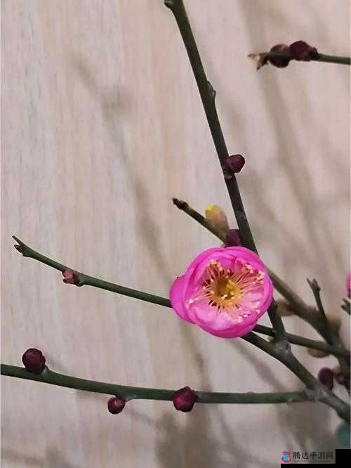 台版金花瓶楷梅花之独特艺术魅力展现