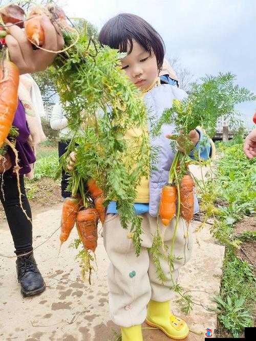 一小孩儿和妈妈摘萝卜:秋日田园中的温馨亲子时光