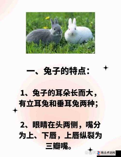 尺寸 1v1 长耳朵的兔子：超级可爱萌宠的奇妙冒险之旅
