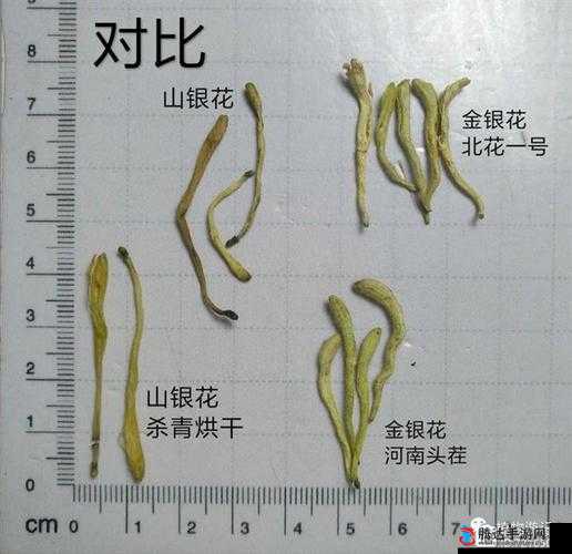 极致沉迷于 TXL 金银花所引发的深度思考与探讨