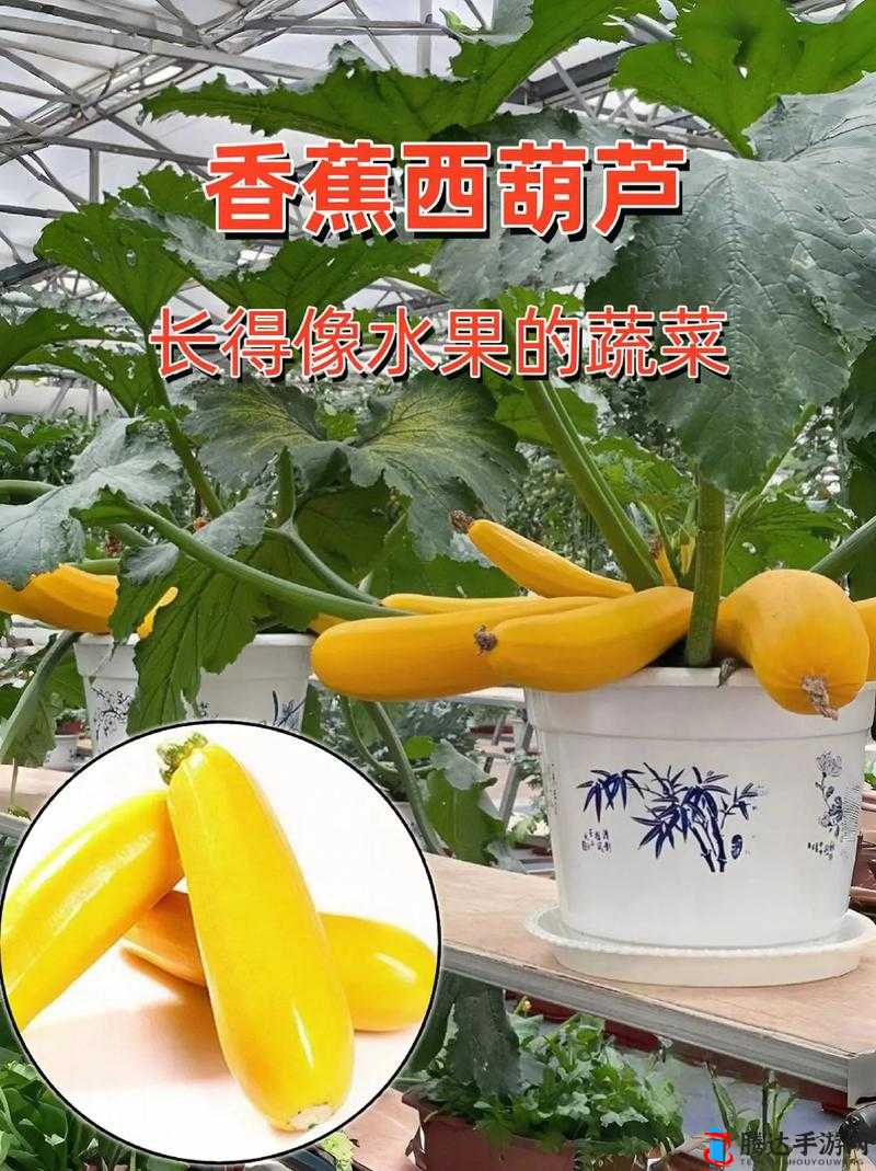 香蕉菠萝黄瓜草莓樱桃榴莲茄子：多种水果与蔬菜的奇妙组合