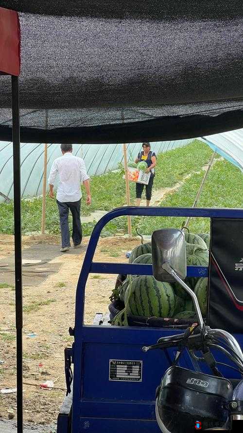 17C 吃瓜网免费吃瓜——畅享精彩瓜田盛宴