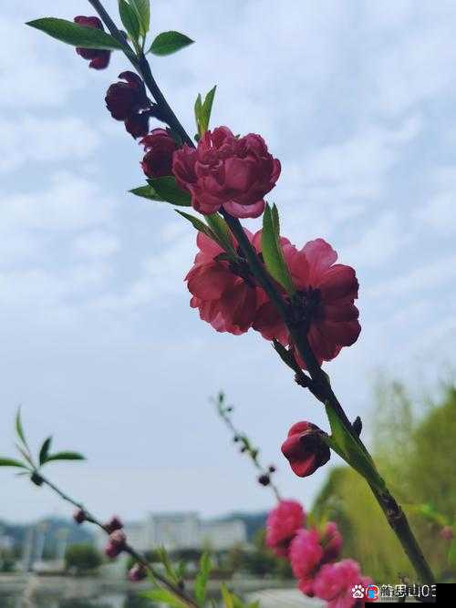 含苞欲放的桃花：那是春天的娇艳嘴唇吧
