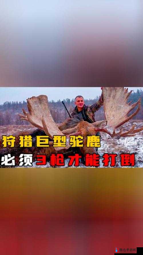 狩猎之道深度解析，专业技巧与策略分享，助你高效捕获驼鹿