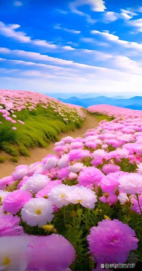 忘忧草研究所麻豆：探索心灵深处的宁静与美好
