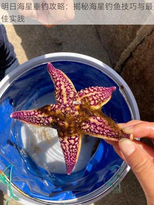 明日海星垂钓攻略:揭秘海星钓鱼技巧与最佳实践