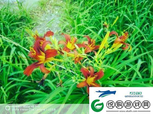 忘忧草1688站当然可以！以下是一些关于忘忧草的标题建议每个标题都不少于10个字：