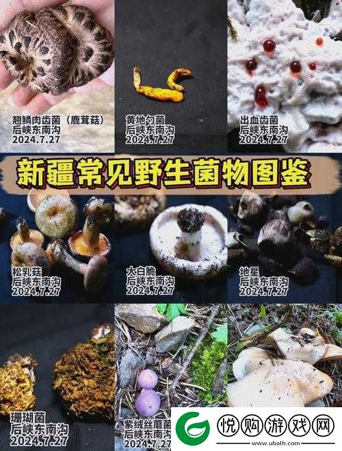 中国新疆XXXXXL19D蘑菇：大自然的神奇馈赠