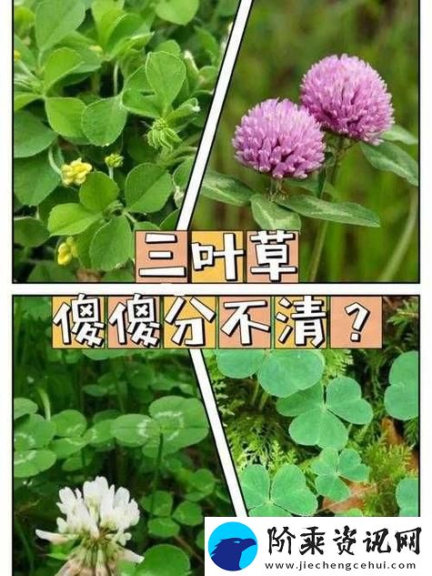 成品人精品人的区别四叶草-网友：你更倾向于哪种-