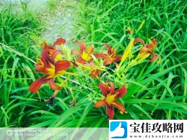 忘忧草1688站