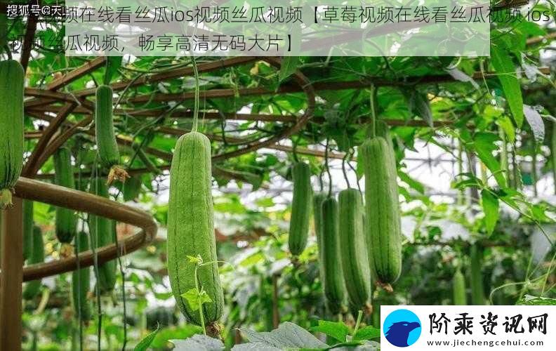 草莓视频在线看丝瓜ios视频丝瓜视频【草莓视频在线看丝瓜视频