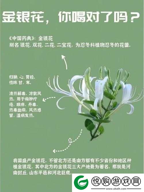 双管齐下-TXl-金银花：传统与现代结合的独特魅力之花
